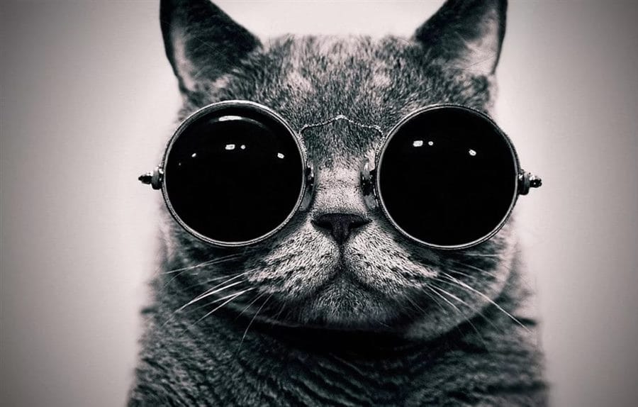 105 картинок с котами в очках #28