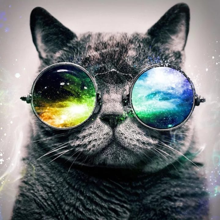 105 картинок с котами в очках #27