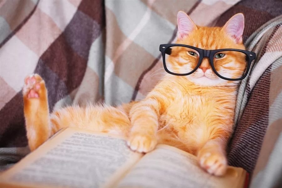 105 картинок с котами в очках #25