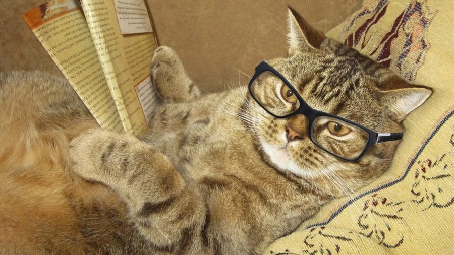 105 картинок с котами в очках #24