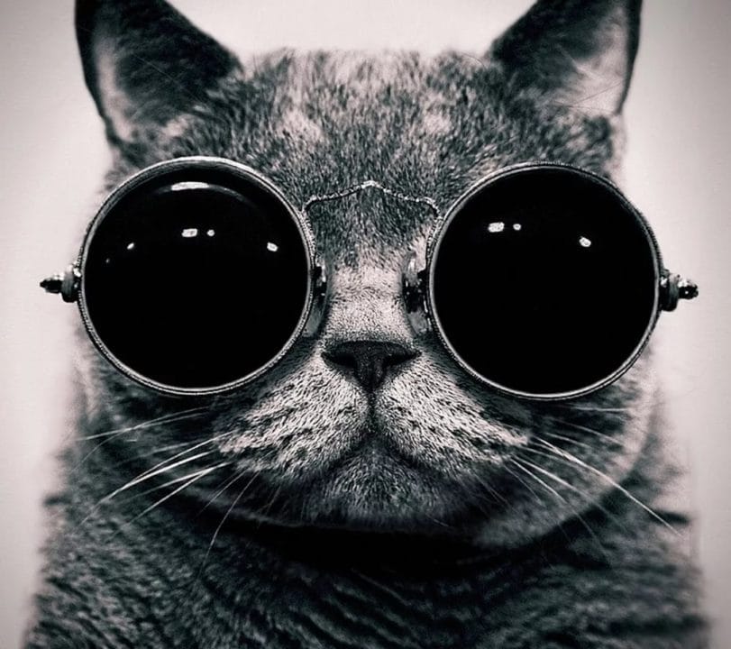 105 картинок с котами в очках #22