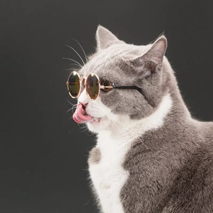 105 картинок с котами в очках #21