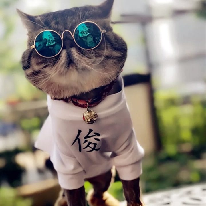 105 картинок с котами в очках #19