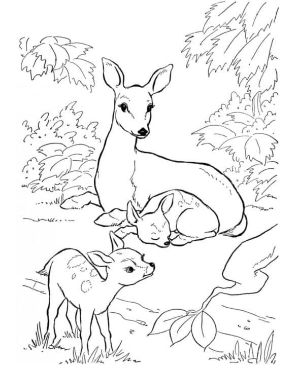 110 раскрасок с животными для девочек и мальчиков #24