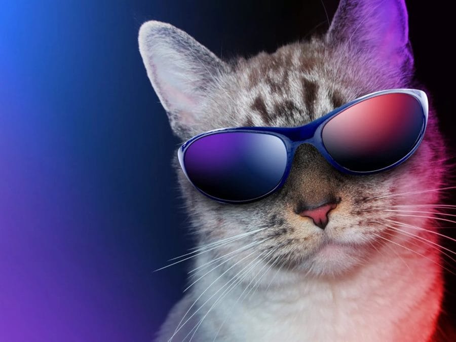 105 картинок с котами в очках #18