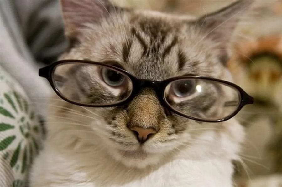 105 картинок с котами в очках #17