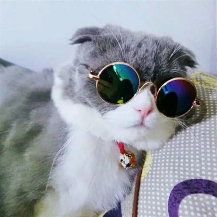 105 картинок с котами в очках #16