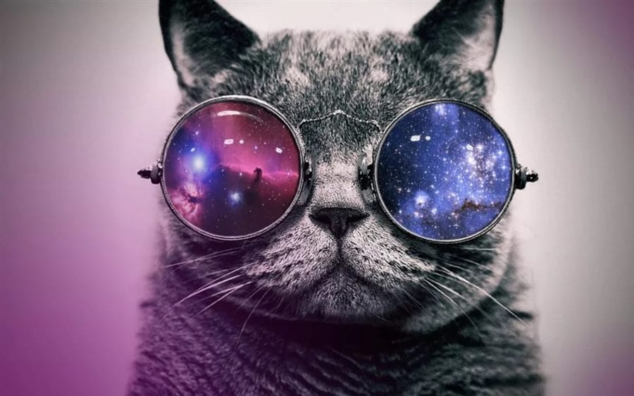 105 картинок с котами в очках #15
