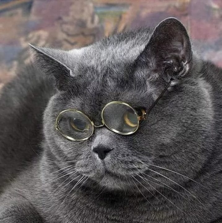105 картинок с котами в очках #14