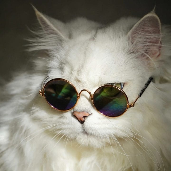 105 картинок с котами в очках #12