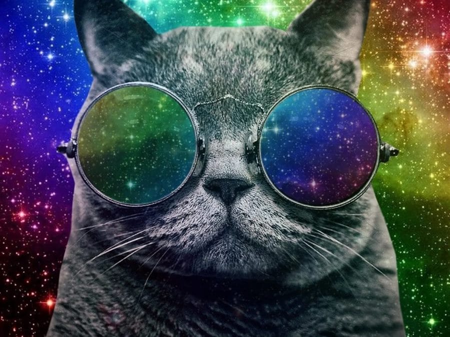 105 картинок с котами в очках #11