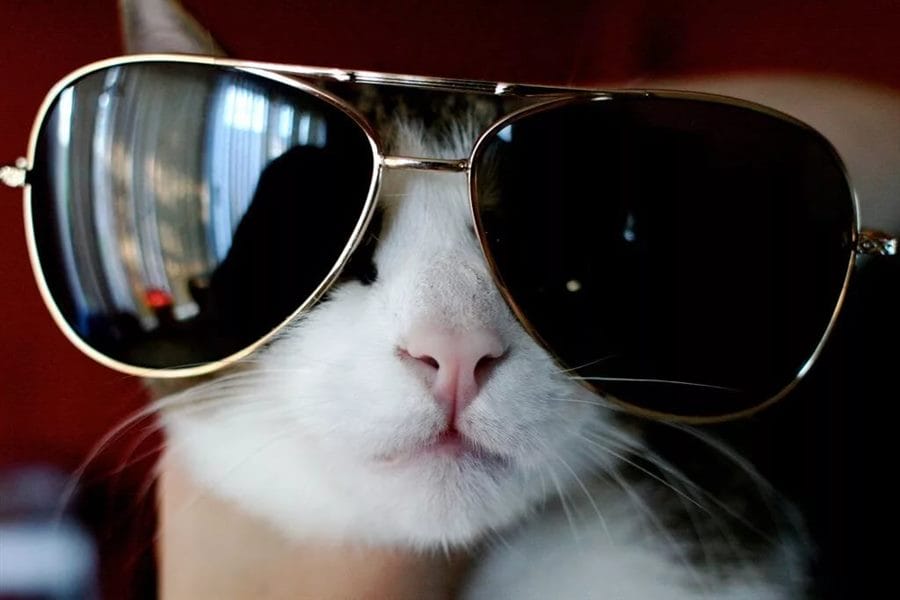 105 картинок с котами в очках #10