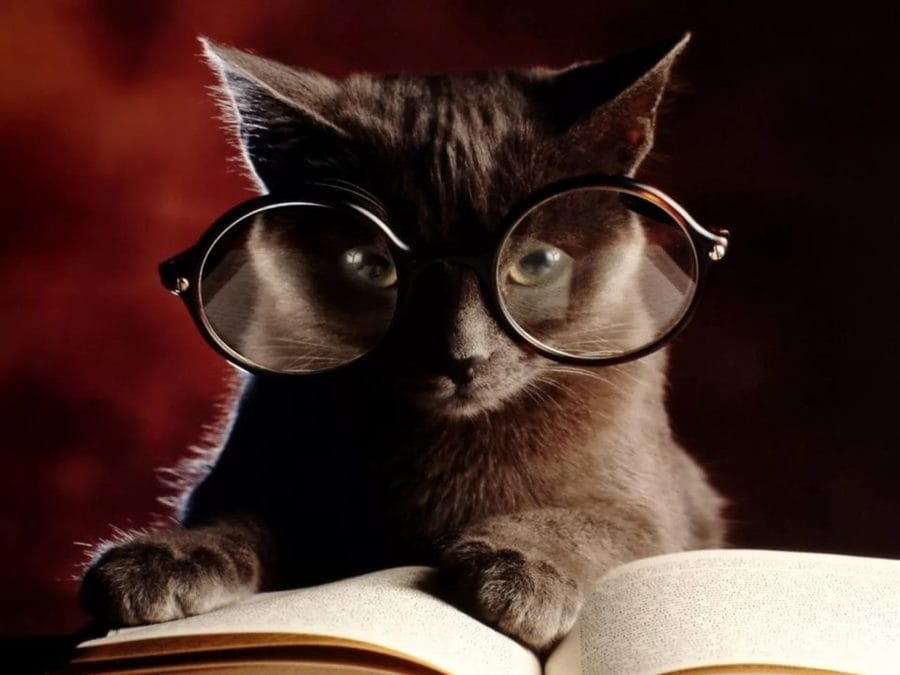 105 картинок с котами в очках #9