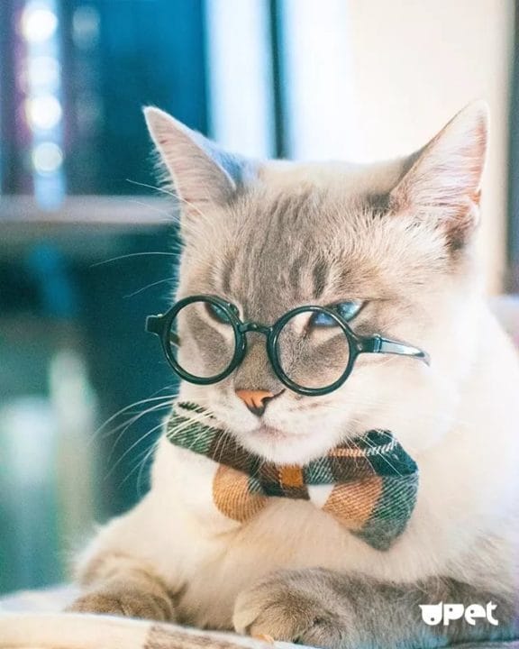 105 картинок с котами в очках #8