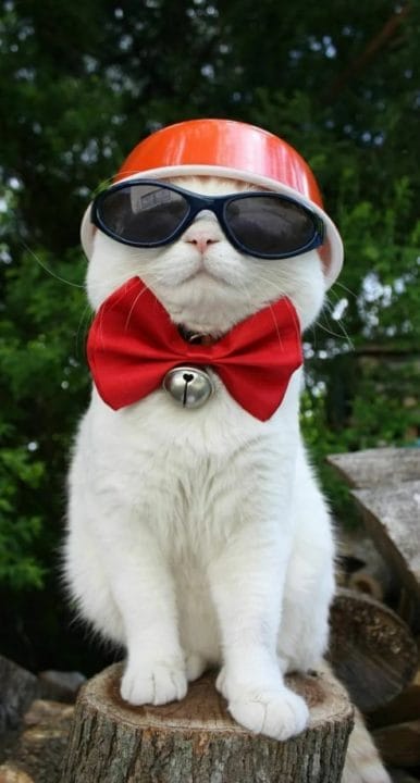 105 картинок с котами в очках #7