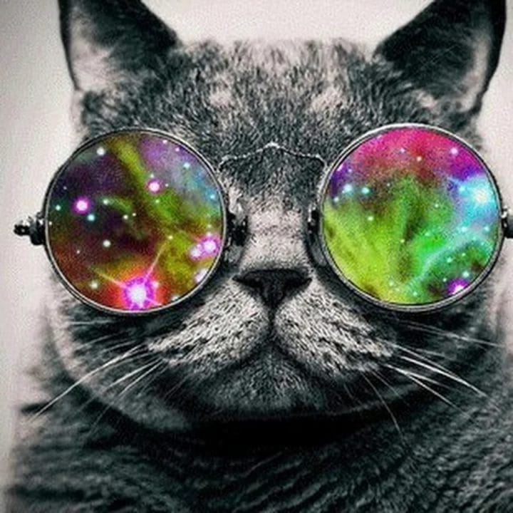 105 картинок с котами в очках #5