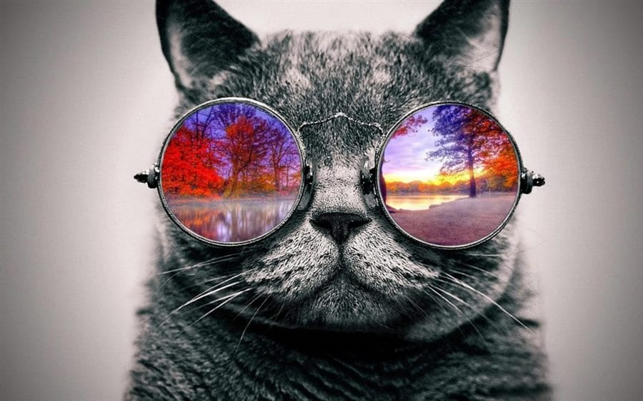 105 картинок с котами в очках #4