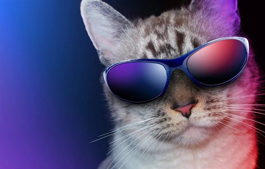 105 картинок с котами в очках #1