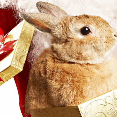 310 открыток с поздравлениями с Новым 2023 Годом кролика #193
