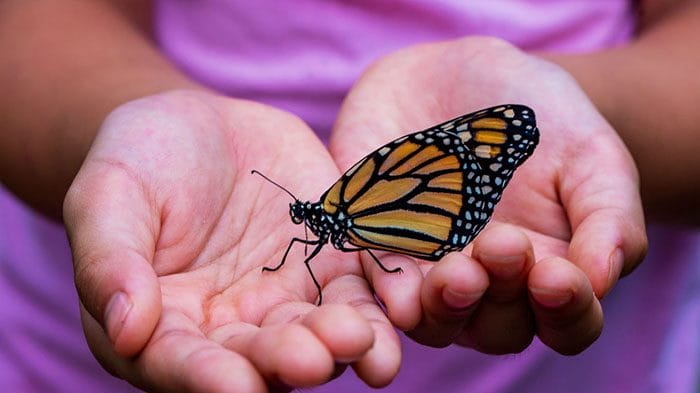 Эскизы тату с бабочкой – 80 лучших фото-идей со значением #1