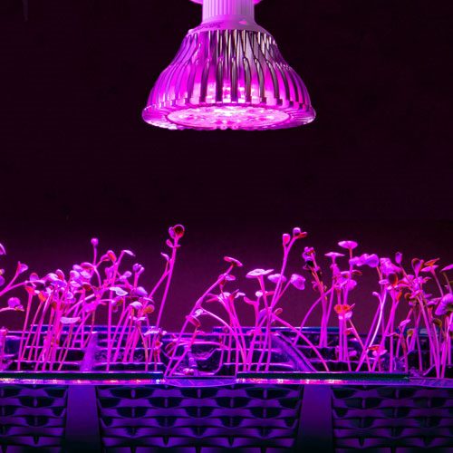 ТОП-10 ламп для роста растений: выбор лучших выриантов по цвету, мощности и размеру (правила использования фитоламп) #11