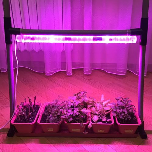 ТОП-10 ламп для роста растений: выбор лучших выриантов по цвету, мощности и размеру (правила использования фитоламп) #16
