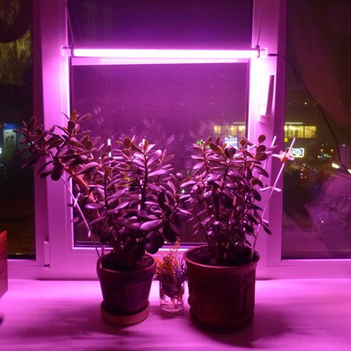ТОП-10 ламп для роста растений: выбор лучших выриантов по цвету, мощности и размеру (правила использования фитоламп) #14
