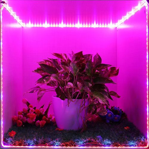 ТОП-10 ламп для роста растений: выбор лучших выриантов по цвету, мощности и размеру (правила использования фитоламп) #18