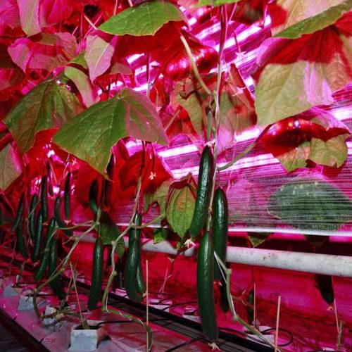 ТОП-10 ламп для роста растений: выбор лучших выриантов по цвету, мощности и размеру (правила использования фитоламп) #19