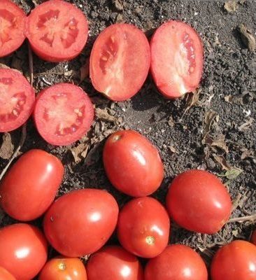 ТОП-55 лучших сортов томатов 2023 (для теплиц и открытого грунта) #88