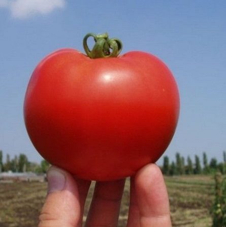 ТОП-55 лучших сортов томатов 2023 (для теплиц и открытого грунта) #89