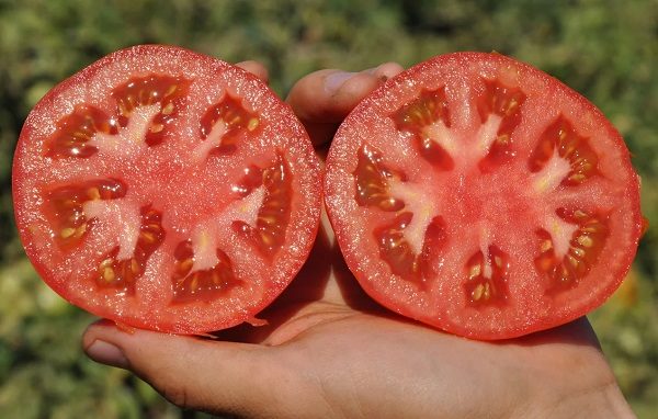ТОП-55 лучших сортов томатов 2023 (для теплиц и открытого грунта) #87