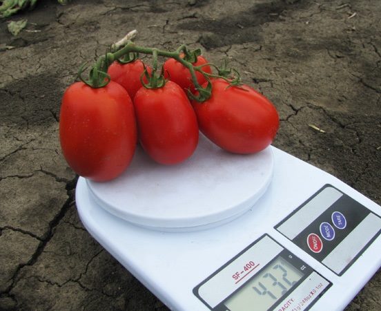 ТОП-55 лучших сортов томатов 2023 (для теплиц и открытого грунта) #90
