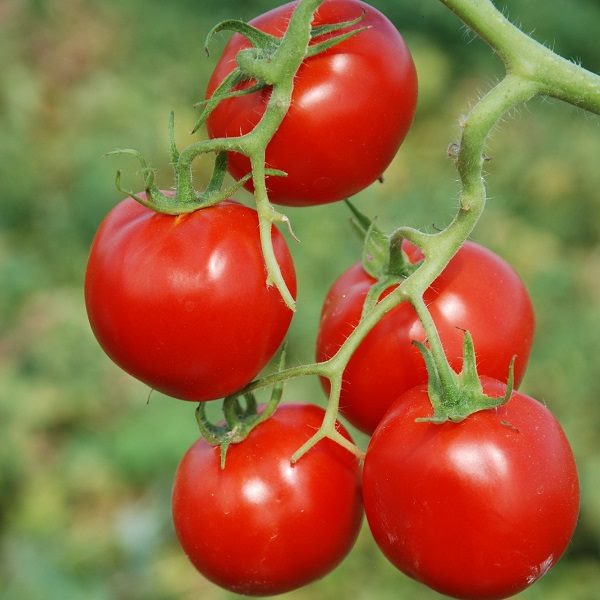 ТОП-55 лучших сортов томатов 2023 (для теплиц и открытого грунта) #91