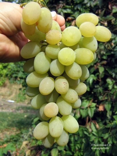 ТОП-33 Самых вкусных сортов винограда 2023 (+фото и описание) #9