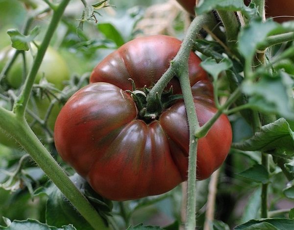 ТОП-55 лучших сортов томатов 2023 (для теплиц и открытого грунта) #96