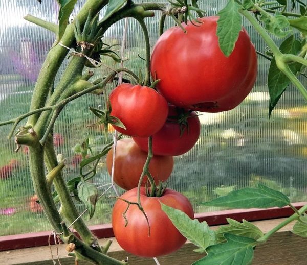 ТОП-55 лучших сортов томатов 2023 (для теплиц и открытого грунта) #93