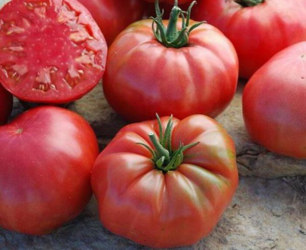 ТОП-55 лучших сортов томатов 2023 (для теплиц и открытого грунта) #95