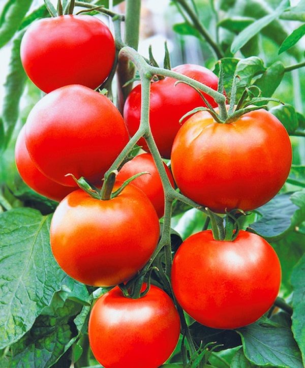 ТОП-55 лучших сортов томатов 2023 (для теплиц и открытого грунта) #85