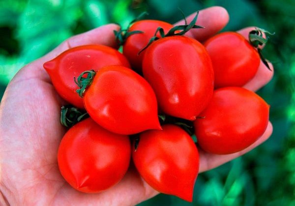 ТОП-55 лучших сортов томатов 2023 (для теплиц и открытого грунта) #82