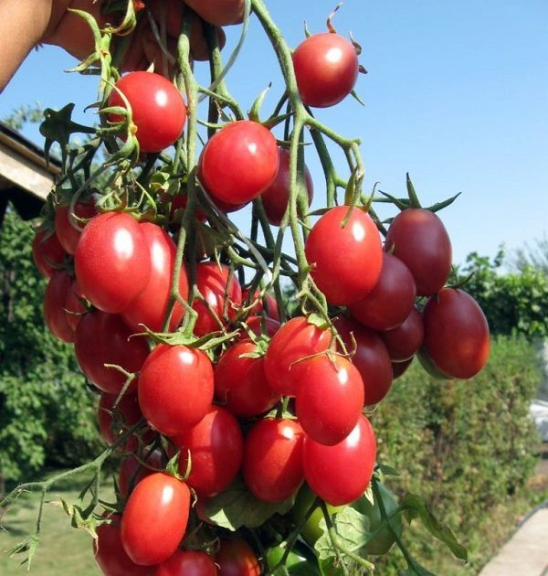 ТОП-55 лучших сортов томатов 2023 (для теплиц и открытого грунта) #84