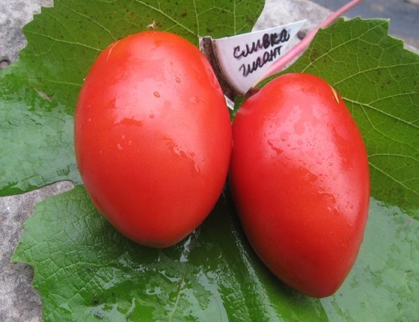 ТОП-55 лучших сортов томатов 2023 (для теплиц и открытого грунта) #86
