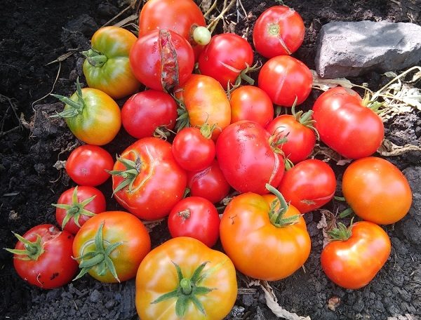 ТОП-55 лучших сортов томатов 2023 (для теплиц и открытого грунта) #83
