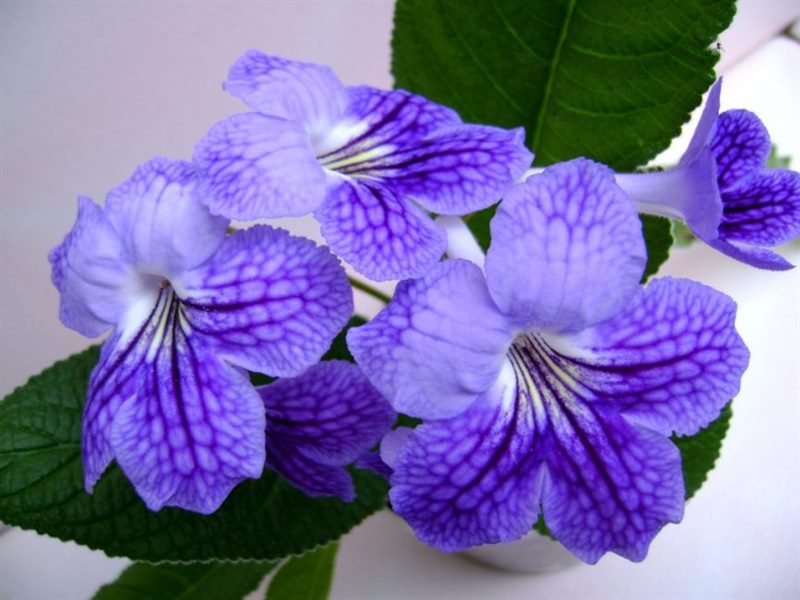 ТОП-70 красивых растений с синими цветами (+фото и названия) #6