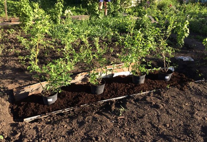 Голубика: инструкция как посадить и вырастить голубику на даче в 2023году #12