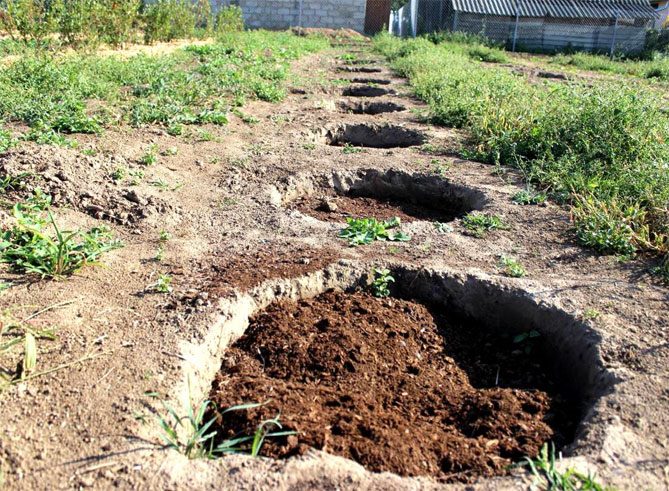 Голубика: инструкция как посадить и вырастить голубику на даче в 2023году #11