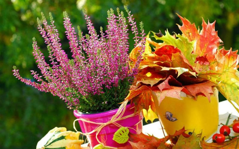 ТОП-50 Лучших осенних цветов для сада (фото и названия) #32