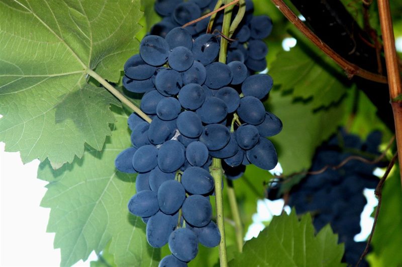 ТОП-33 Самых вкусных сортов винограда 2023 (+фото и описание) #2