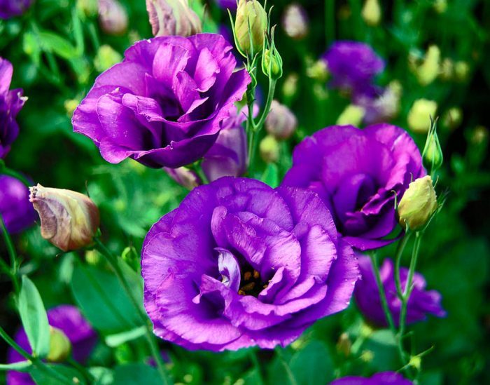 Цветок Эустома: ТОП-150+ фото, описание сортов и уход #29