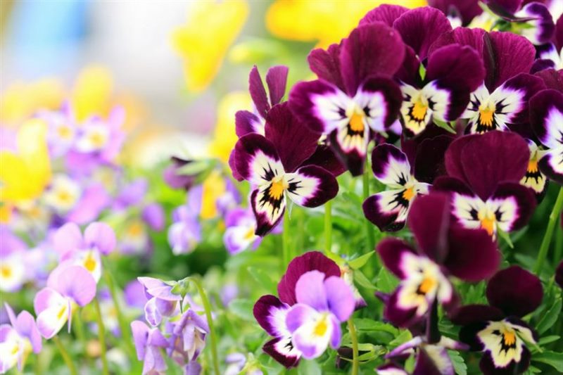 ТОП-50 Лучших осенних цветов для сада (фото и названия) #14